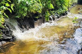 Agricultural discharge the cause of Louth fish kill – IFI