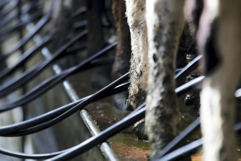 Milk production fell in April – CSO