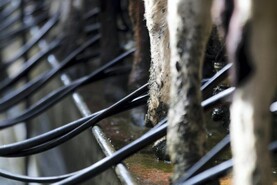 Milk production fell in April – CSO