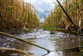 Violent hailstorms cause serious damage to Italian crops