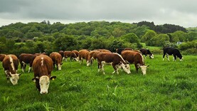 Appeal for information after 47 cattle stolen in Armagh