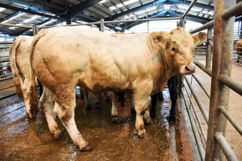 Weanling trade holds firm at Enniskillen