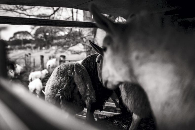 Farmer pleads guilty to theft after writing cheques for sheep which bounced