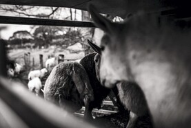 Farmer pleads guilty to theft after buying sheep with cheques that bounced