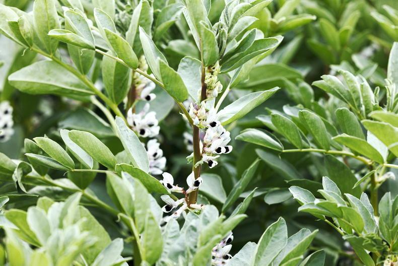 Beans fungicide to leave market in Belgium