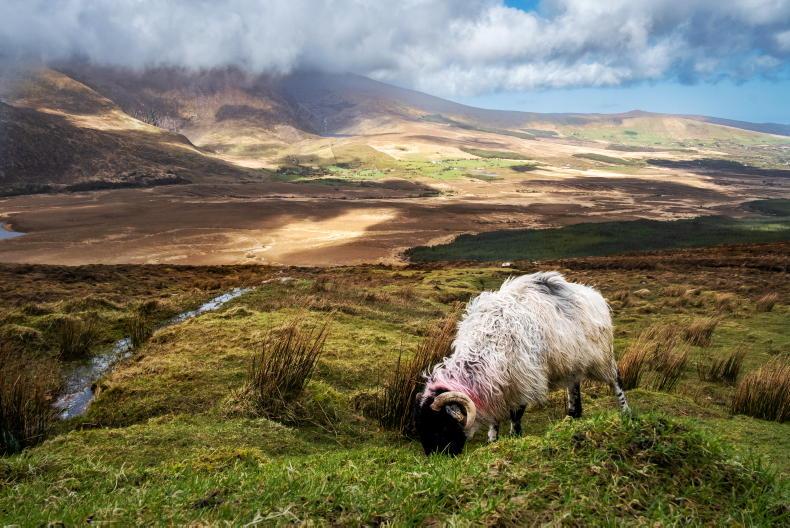 New CAP programme must address land designations, says INHFA