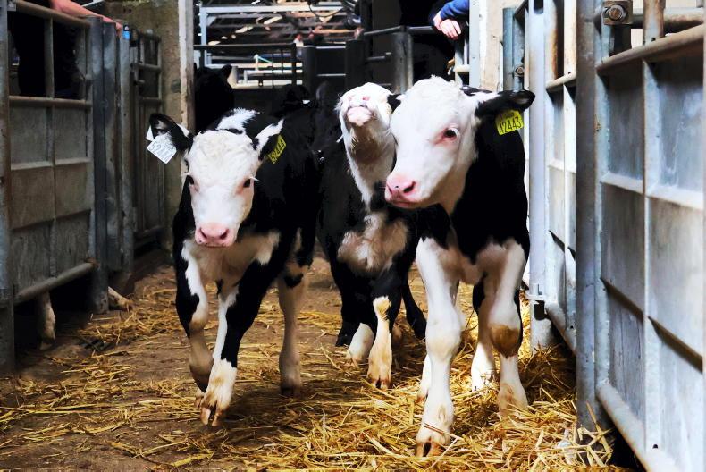 Average calf prices up to €120 above levels seen in 2025