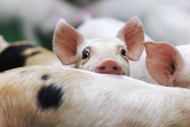 No agriculture minister in Denmark's new government