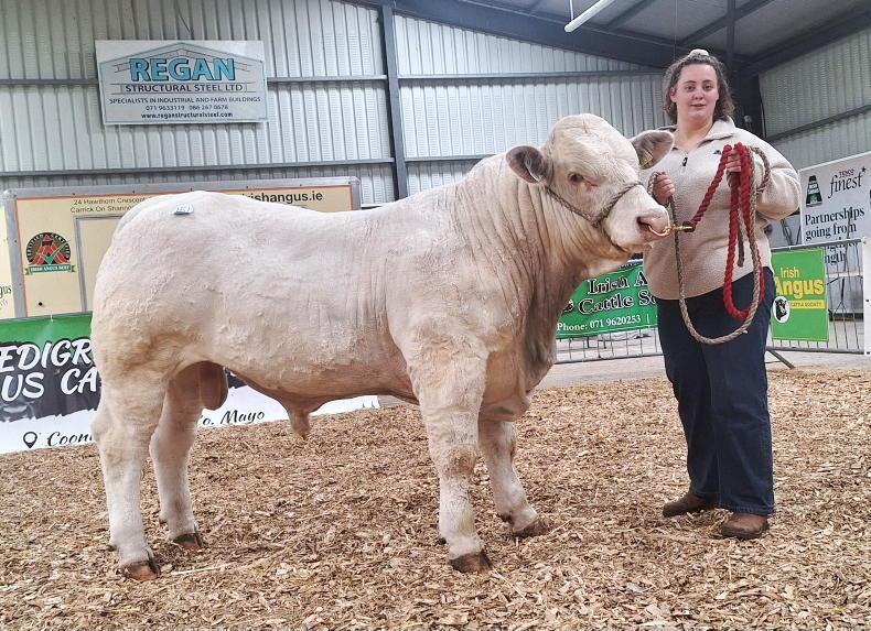 Watch: Debutant Charolais breeder tops Carrick at €7,700