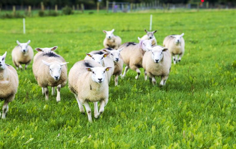 Teagasc National Sheep Conference 2026