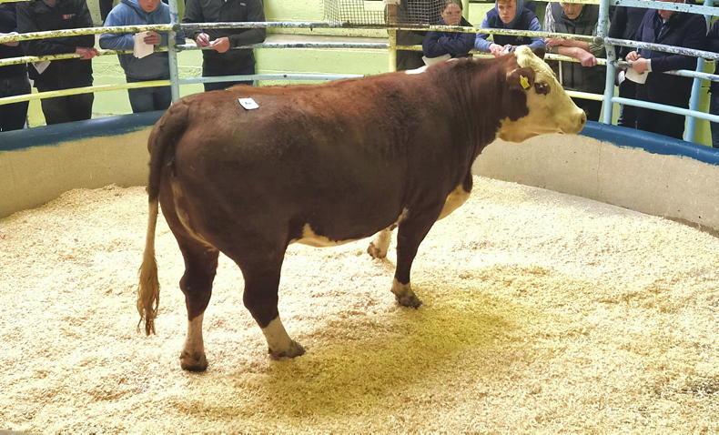 In-calf Hereford heifer sells for €6,800 in Cork sale 