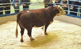 In-calf Hereford heifer sells for €6,800 in Cork sale 