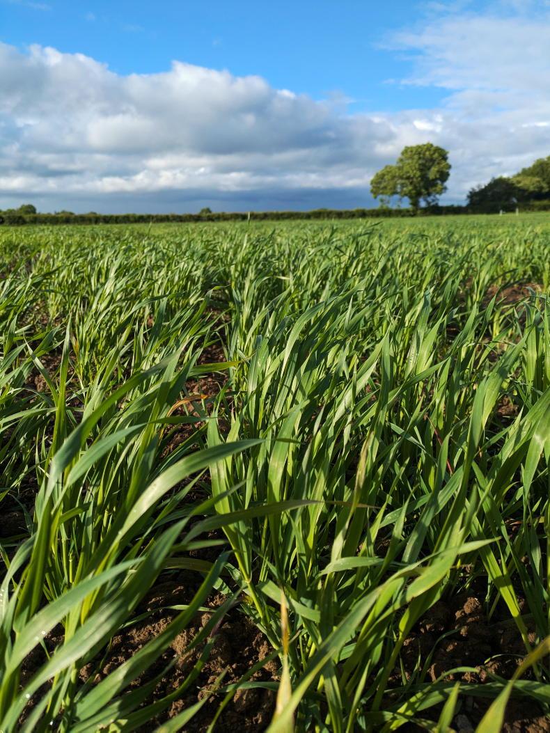 Head sprays on wheat as beans flower