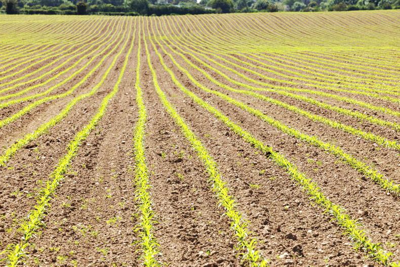 Tillage Management: final fungicides on spring barley