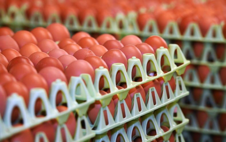 Growth of chicken and pork as the meats of choice
