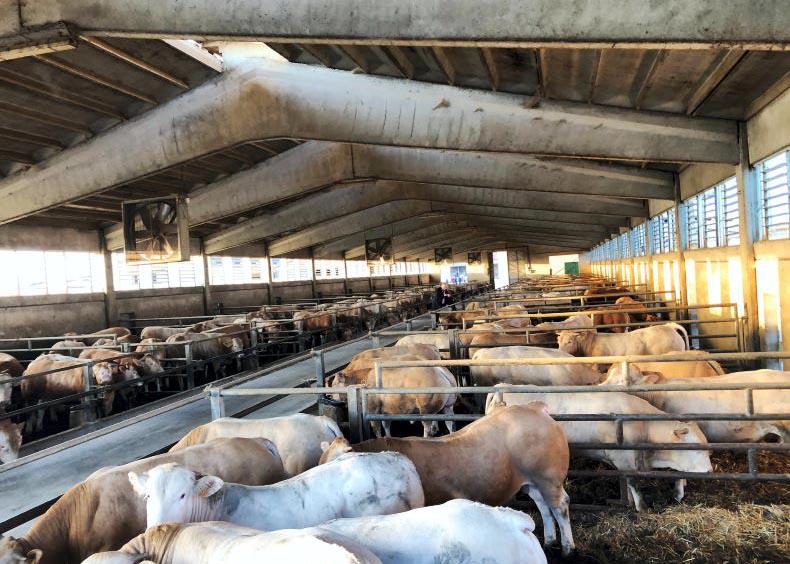 Positive prospects for live export weanling trade