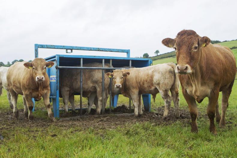 Feeding options pros and cons 