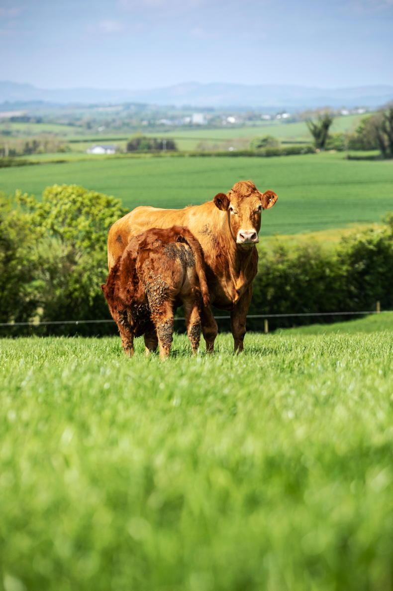 Safeguarding suckler payments and maximising weanling value