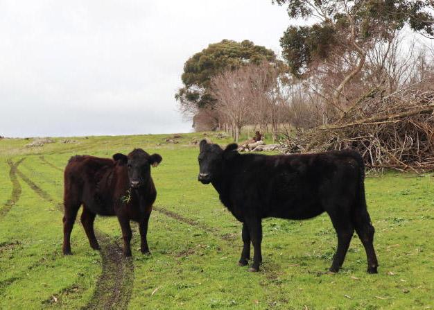 Aussie beef farmer kicking on      