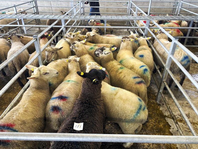 Buoyant trade for spring lambs in Ballina
