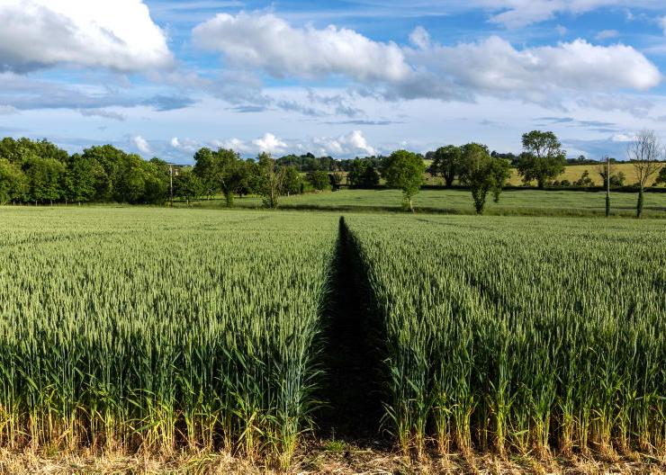 Grain trends: Wheat back, oilseed rape holding