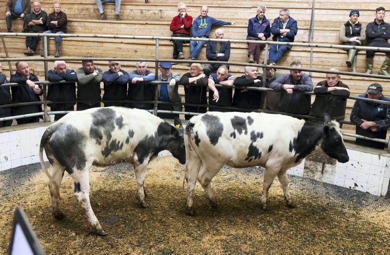 MartBids analysis: more stability in heifers