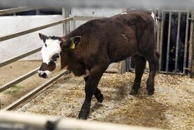 In pictures: plenty of life in Kilmallock calf trade