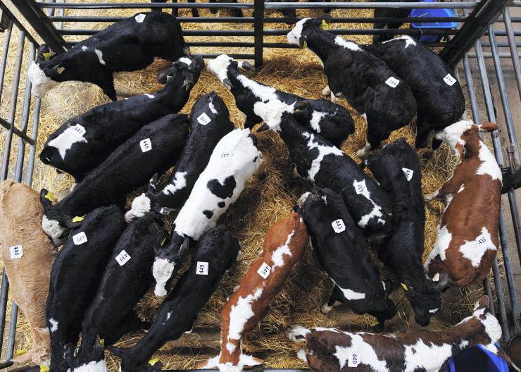 ‘Phenomenal’ money for calves this year