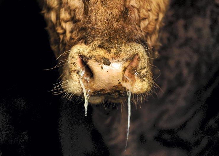 Top tips on preventing pneumonia on suckler farms