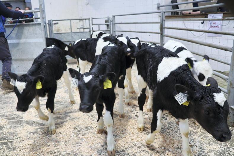 Editorial: record calf prices in 2026 should come with a note of caution 