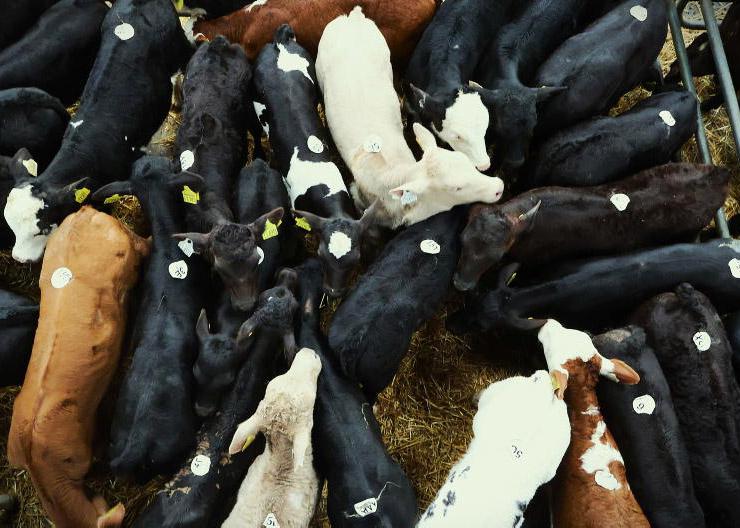 Calf prices surge to record high 