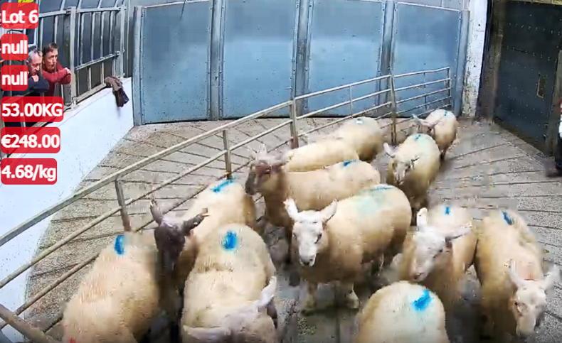 Sheep trade booming at Kilkenny Mart