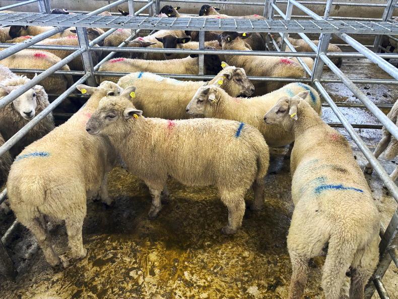 Sheep mart comment: spring lambs prices jump with wholesaler activity