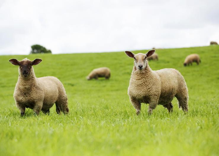 Sheep trends: Lamb prices rise to €10/kg plus 