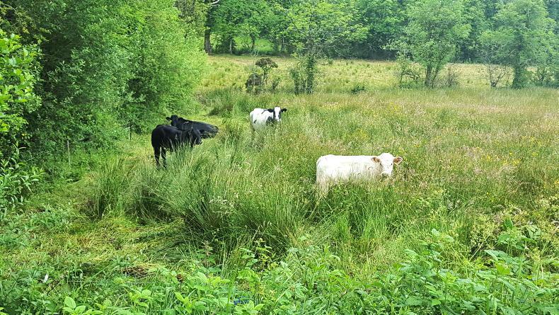 Mayo vet warns of 'significant increase' in redwater cases
