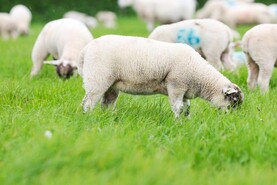 Lamb prices climb back up to €10/kg