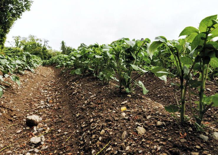Potato price prospects improving for 2026 