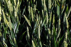 New fungicide moving closer to market