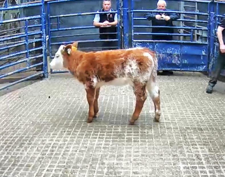 Limousin-cross calf hits €1,900 in Carrigallen Mart.