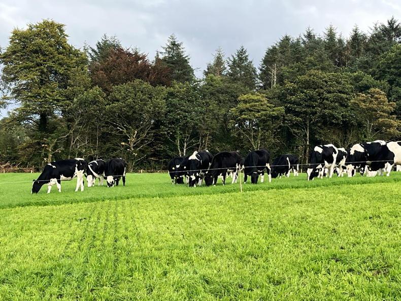 Dairy Management: managing early reseeds 
