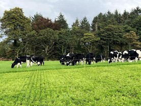 Dairy Management: managing early reseeds 