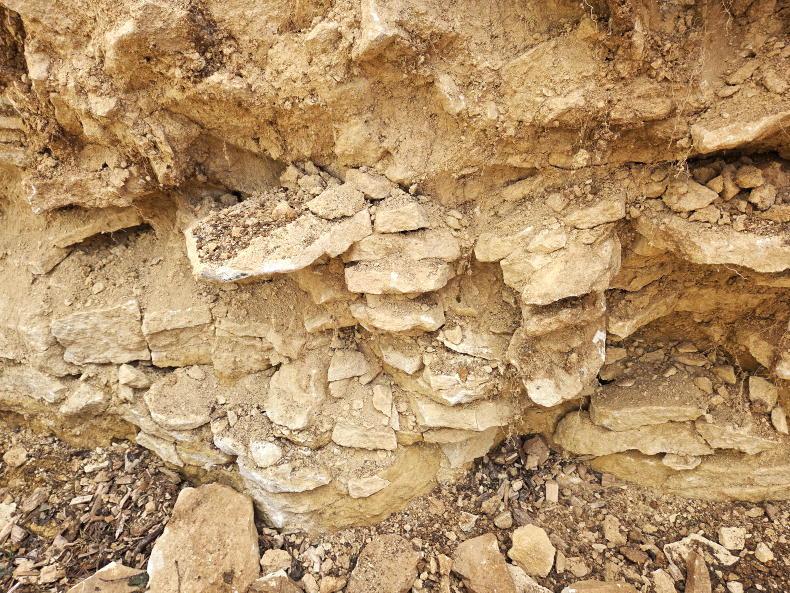 Cereals 2026: varieties, plant protection and Diddly Squat soil
