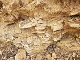 Cereals 2026: varieties, plant protection and Diddly Squat soil