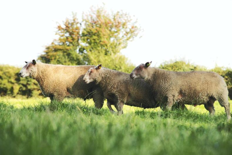 Heatwave advice: managing rams and safely transporting sheep
