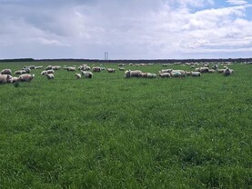 Award-winning Co Down farmer enjoys huge success with multispecies swards 