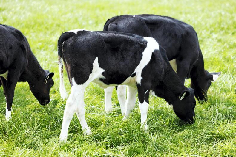Vet's Corner: summer scour - give the calf time
