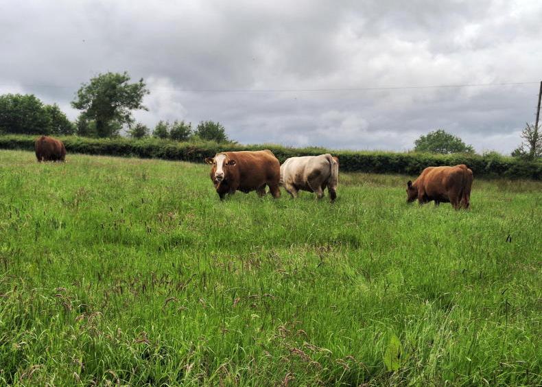Grass growth defies best practice advice
