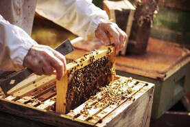 New labelling rules for honey 
