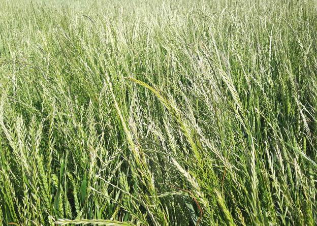 Last chance to resistance test problem tillage weeds for free