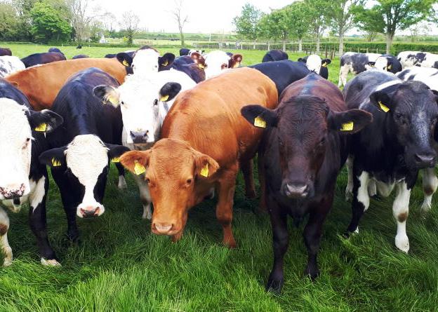 Waterford tops average herd size in 2025